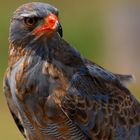 Pale Chanting Goshawk