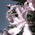 pale flowers