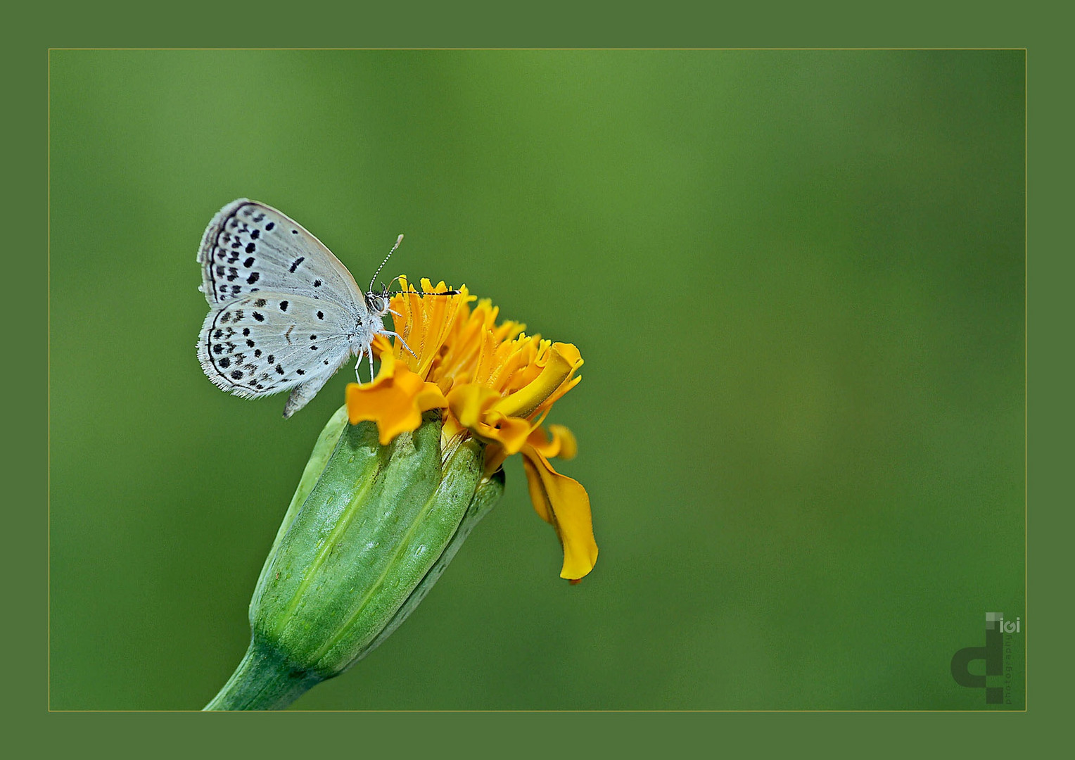 PALE GRASS BLUE..Pseudozizeeria maha.