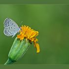 PALE GRASS BLUE..Pseudozizeeria maha.