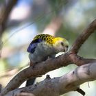 Pale Headed Rosella