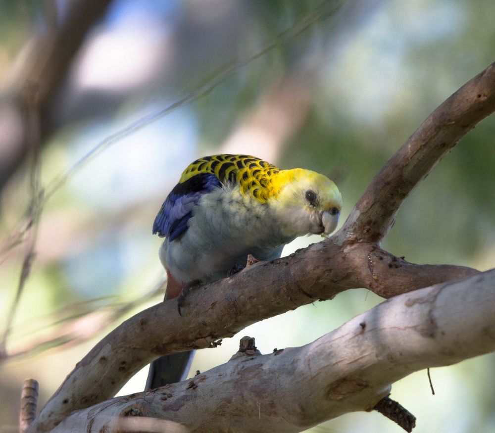 Pale Headed Rosella