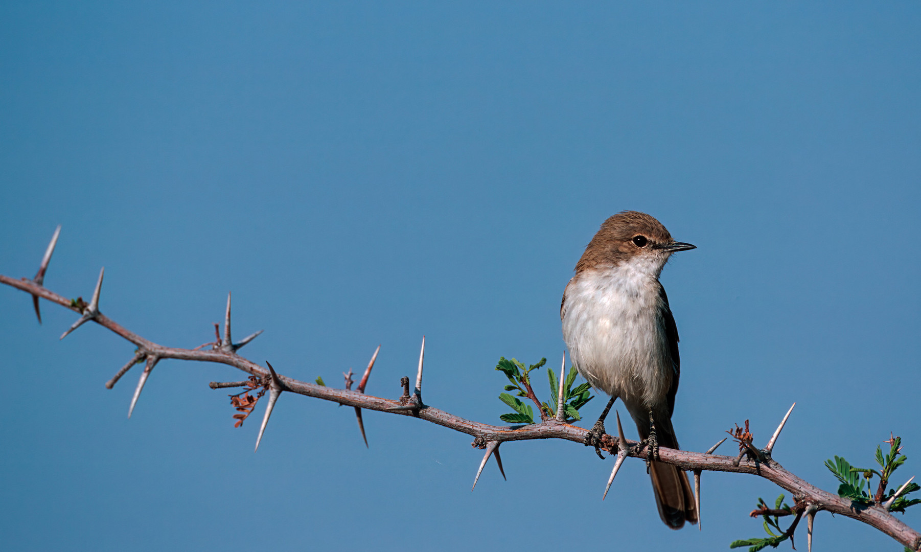 Pale (Mousecoloured) Flycatcher - Bradornis pallidus