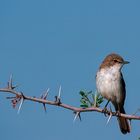 Pale (Mousecoloured) Flycatcher - Bradornis pallidus