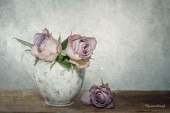 pale roses