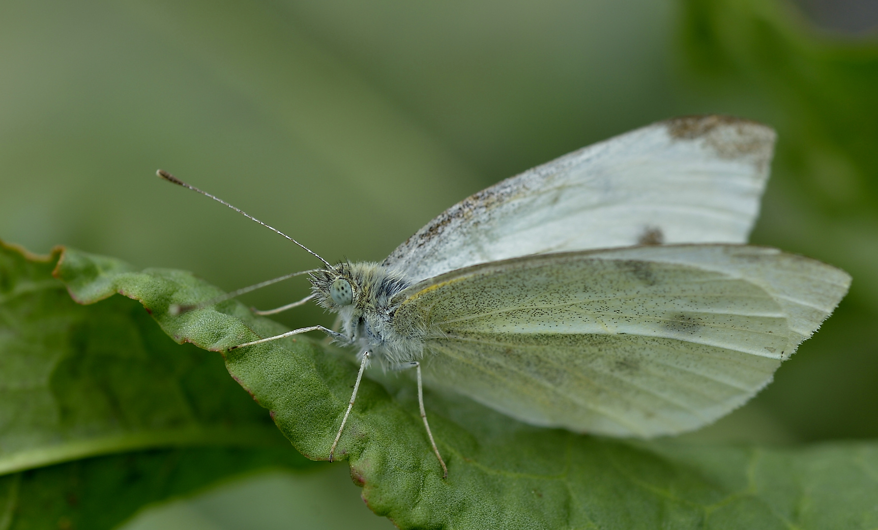 Pale Shelter