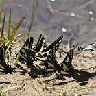 Pale Swallowtail