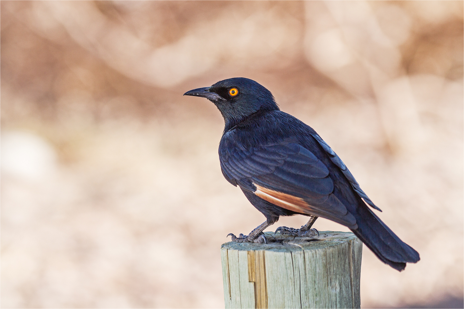 pale-winged starling (Onychognathus nabouroup)