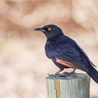 pale-winged starling (Onychognathus nabouroup)