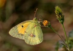 Pale wings