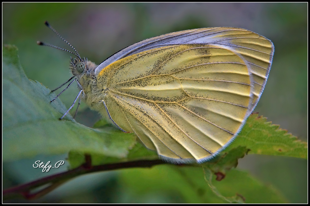 Pale yellow