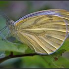Pale yellow