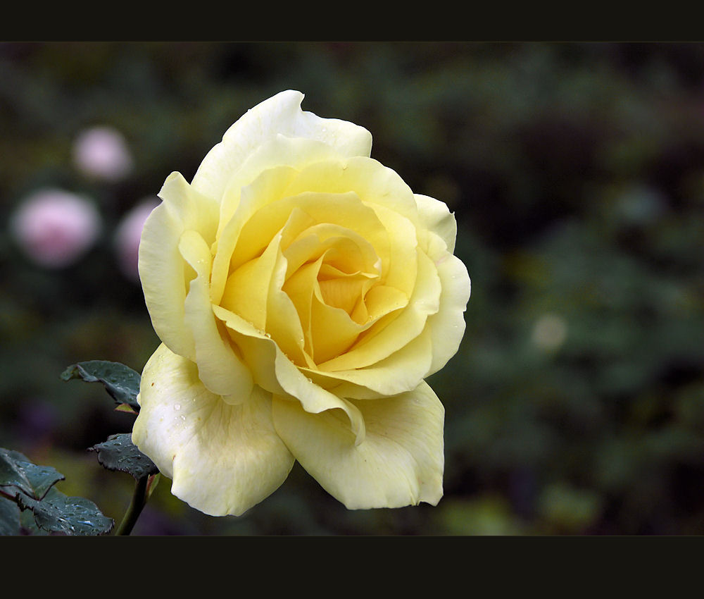 Pale yellow rose photo & image plants, fungi & lichens, flowers