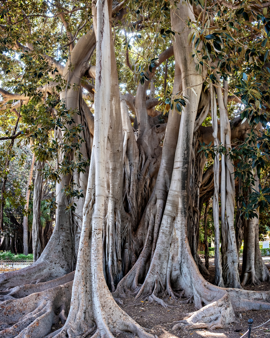 Palermo Ficus Macrophylla 