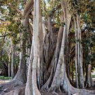 Palermo Ficus Macrophylla 