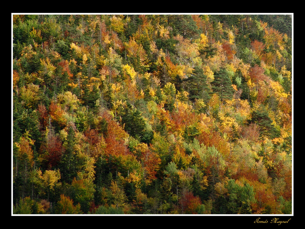 Paleta de Color Otoñal