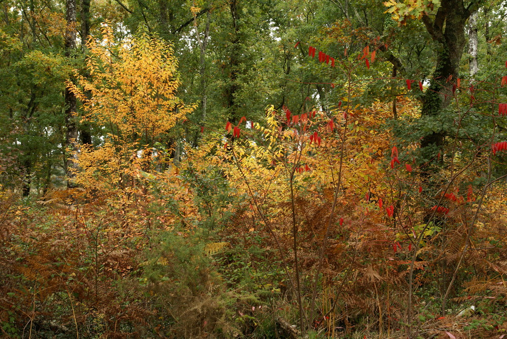 Palette d'automne