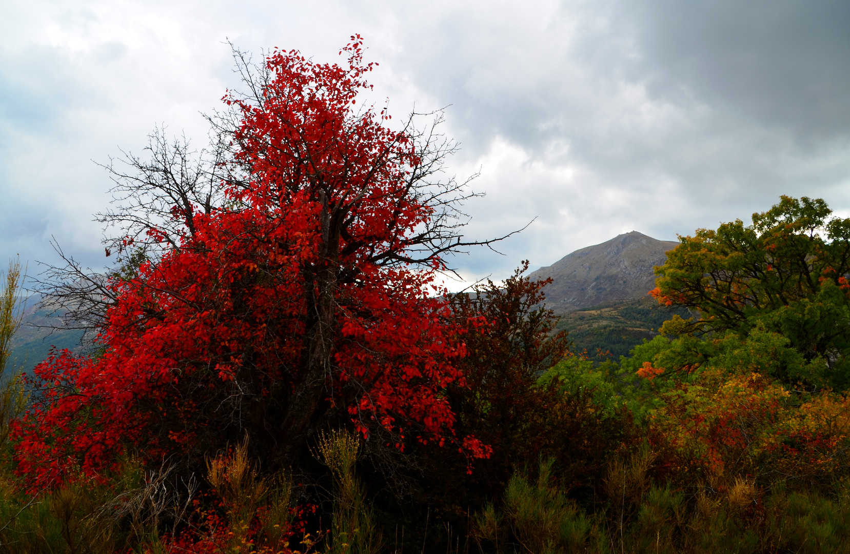 * palette de l'automne *