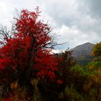 * palette de l'automne *