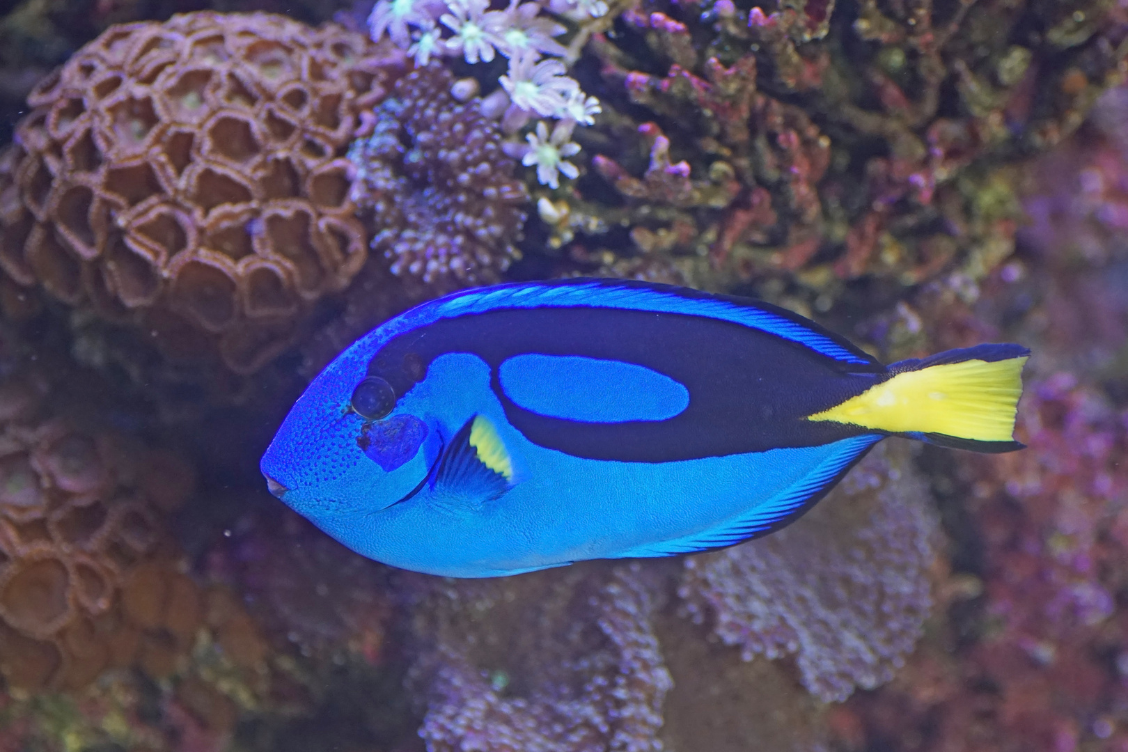 Paletten-Doktorfisch (Paracanthurus hepatus)