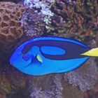 Paletten-Doktorfisch (Paracanthurus hepatus)