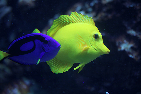 Paletten Doktorfisch und Zitronen Segelflossen Doktorfisch