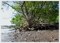 Palétuvier à marée basse de Mahina 