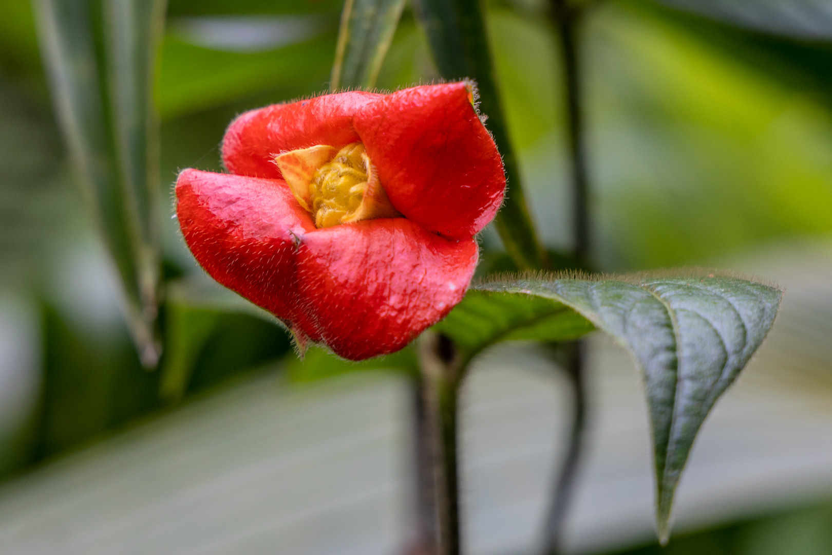 Palicourea tomentosa