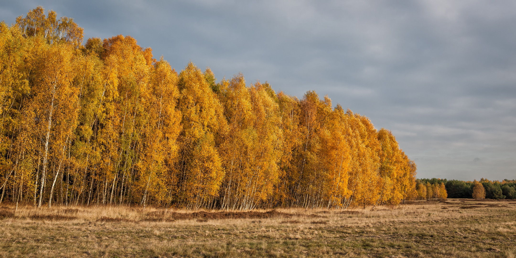 Palinger Heide I