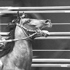 Palio di Siena