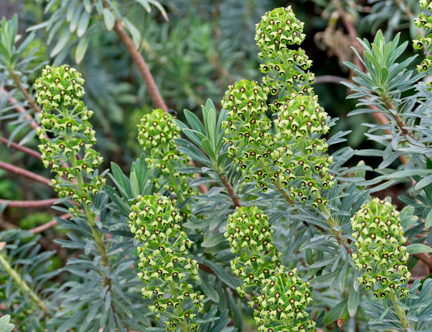 Palisaden Wolfsmilch, Euphorbia Foto & Bild paris, pflanzen