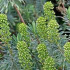 Palisaden Wolfsmilch, Euphorbia