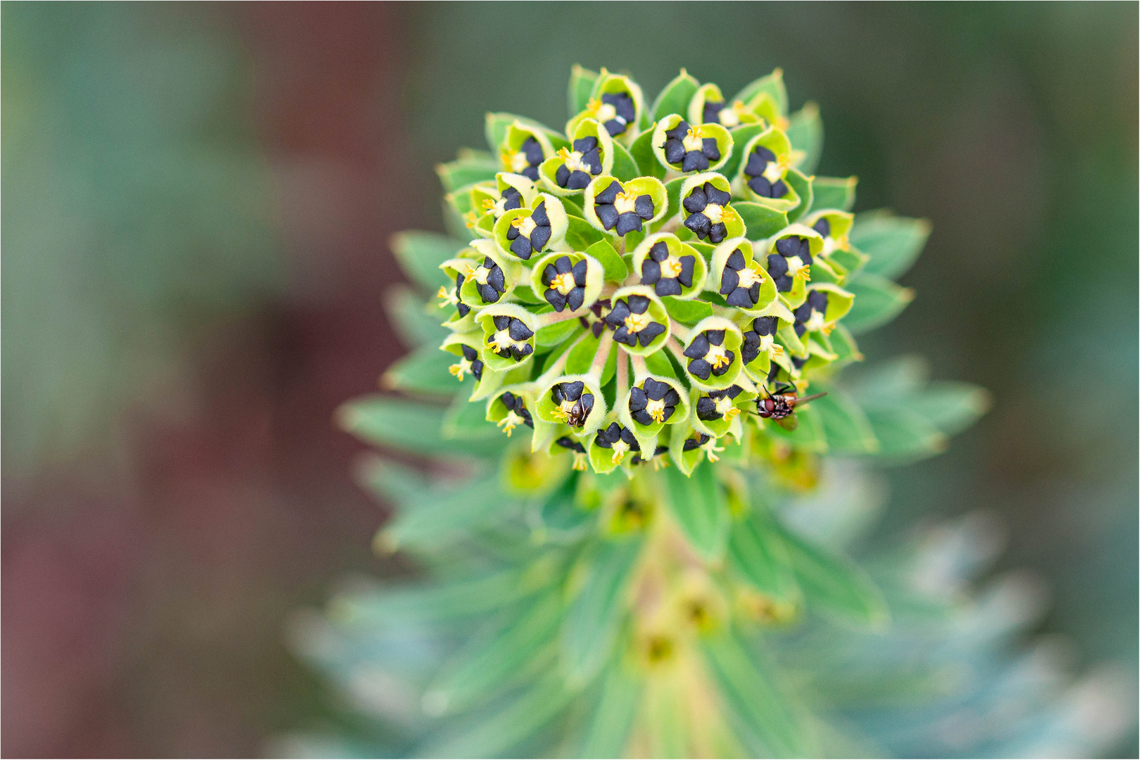 Palisaden- Wolfsmilch "Euphorbia characias"