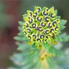 Palisaden- Wolfsmilch "Euphorbia characias"