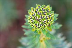 Palisaden- Wolfsmilch "Euphorbia characias"