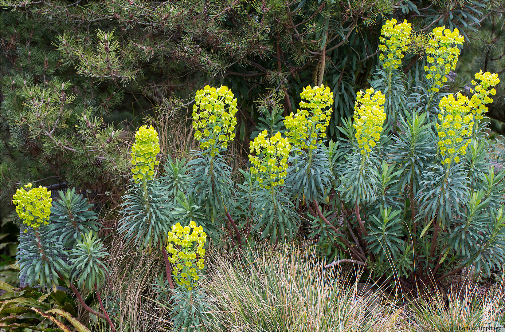 Palisaden-Wolfsmilch (Euphorbia characias) Wulfenii...