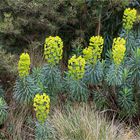 Palisaden-Wolfsmilch (Euphorbia characias) Wulfenii...