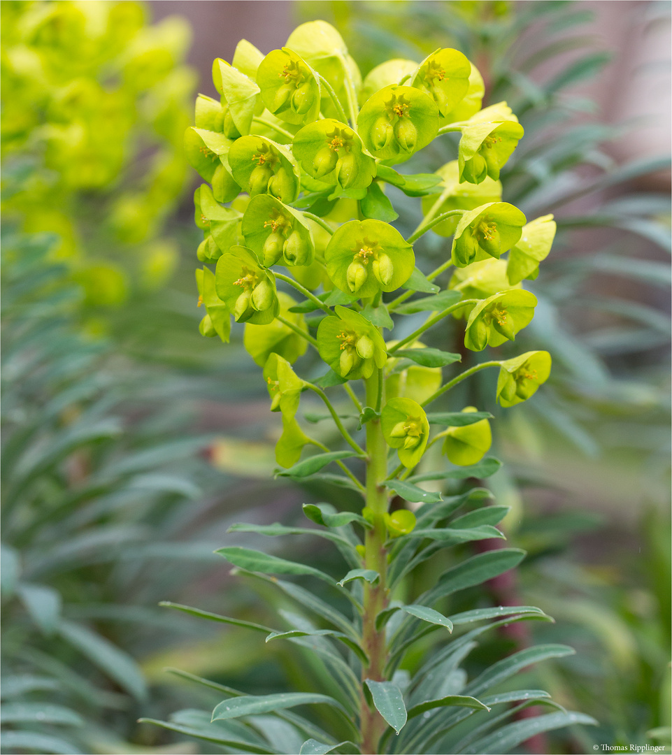 Palisaden-Wolfsmilch (Euphorbia characias) Wulfenii