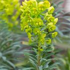 Palisaden-Wolfsmilch (Euphorbia characias) Wulfenii