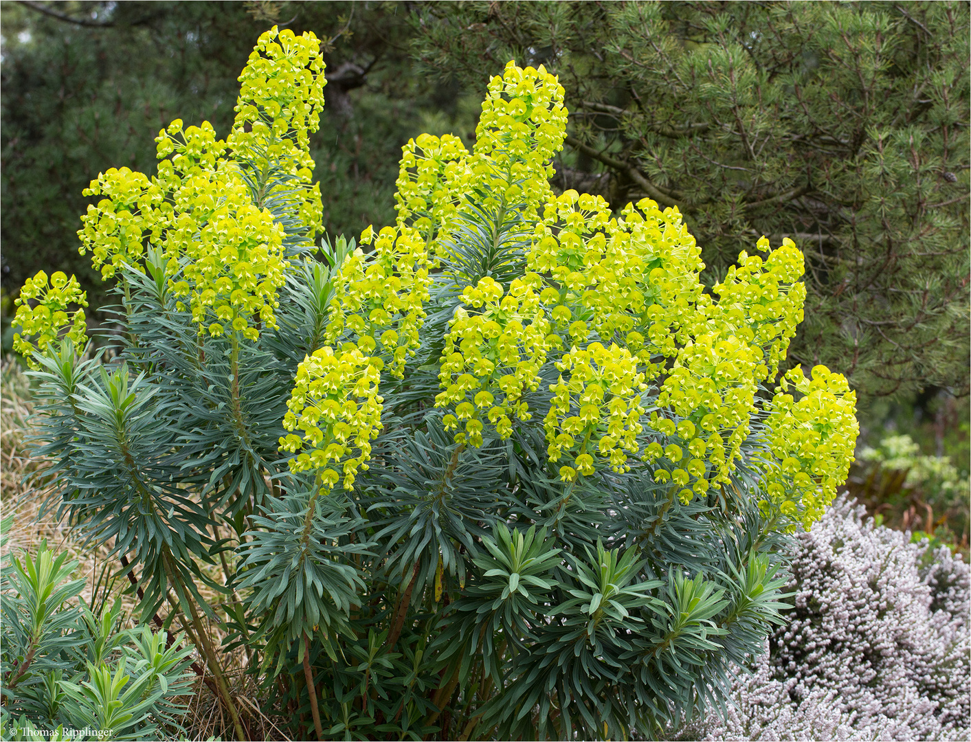 Euphorbia Characias Wulfenii Anino