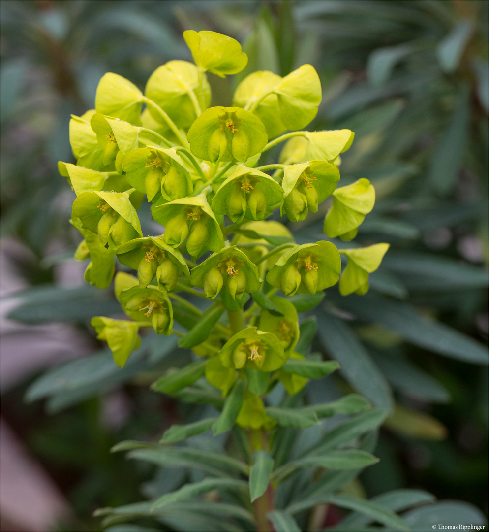 Palisaden-Wolfsmilch (Euphorbia characias) Wulfenii.