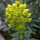 Palisaden-Wolfsmilch (Euphorbia characias) Wulfenii.