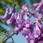 Palisanderholzbaum - Jacaranda (Jacaranda mimosifolia)