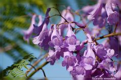 Palisanderholzbaum - Jacaranda (Jacaranda mimosifolia)