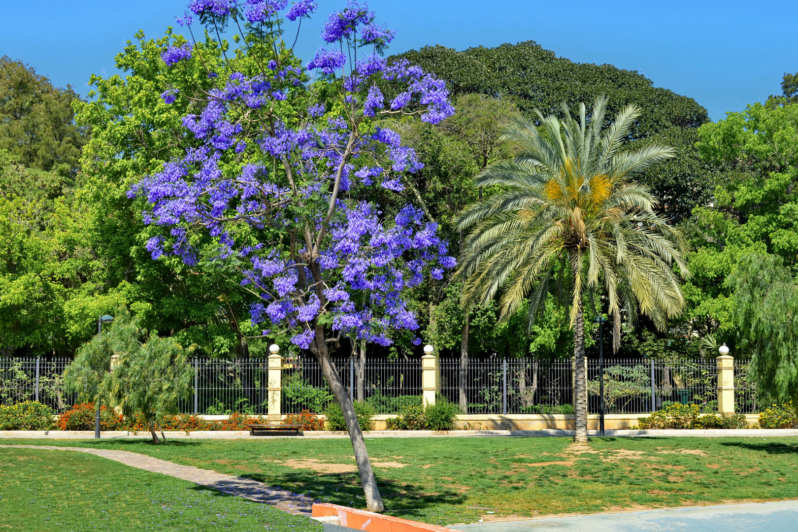 Palisanderholzbaum (Jacaranda mimosifolia)