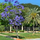 Palisanderholzbaum (Jacaranda mimosifolia)