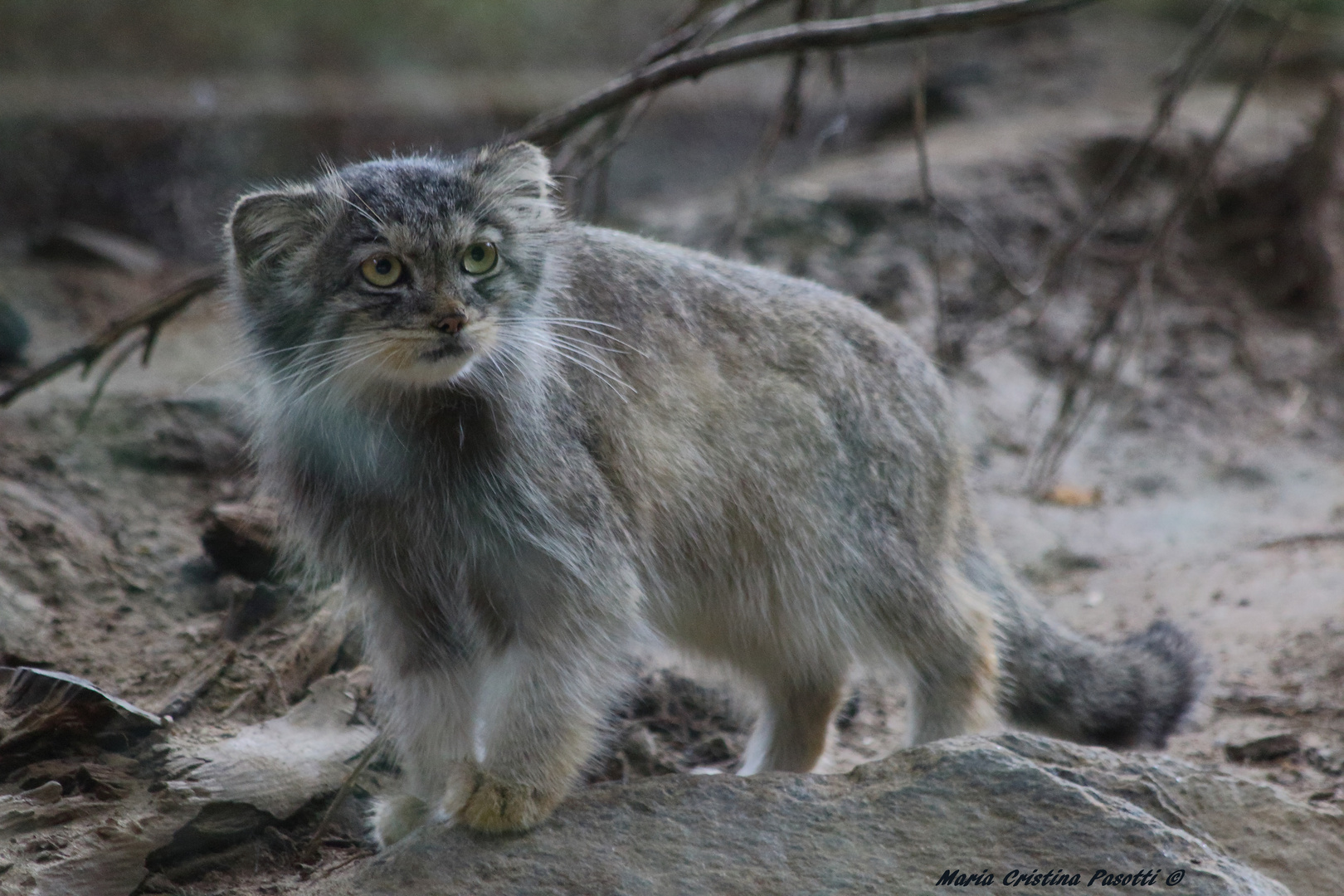 Pallas cat / Gatto di Pallas 