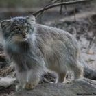 Pallas cat / Gatto di Pallas 