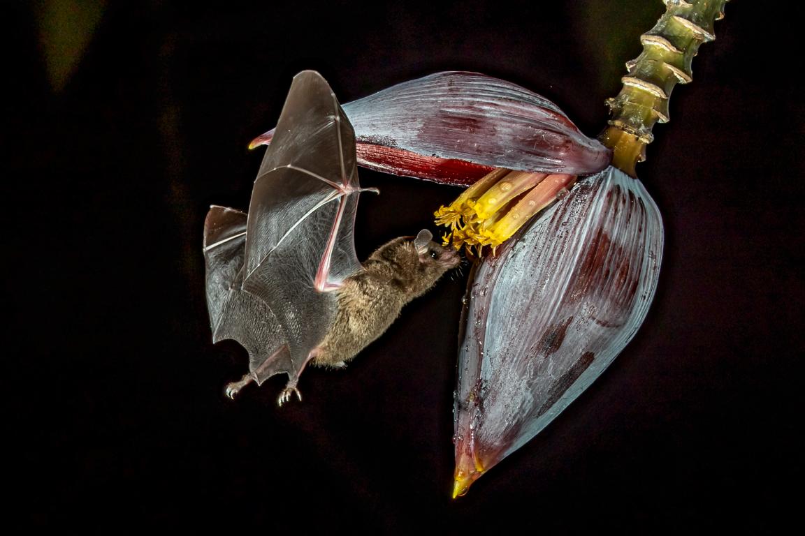 Pallas Nectar Bat