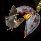 Pallas Nectar Bat